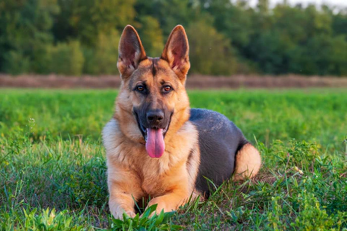 德国牧羊犬适合生活在城市环境吗？
