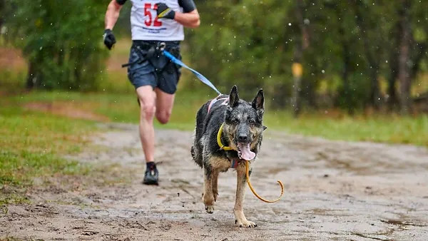 主人在户外遛德国牧羊犬