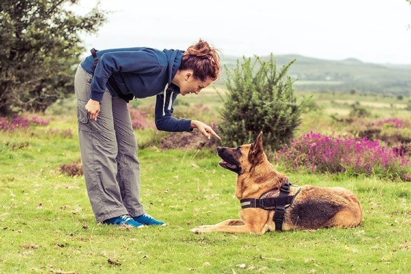 如何训练才能让德国牧羊犬听话？