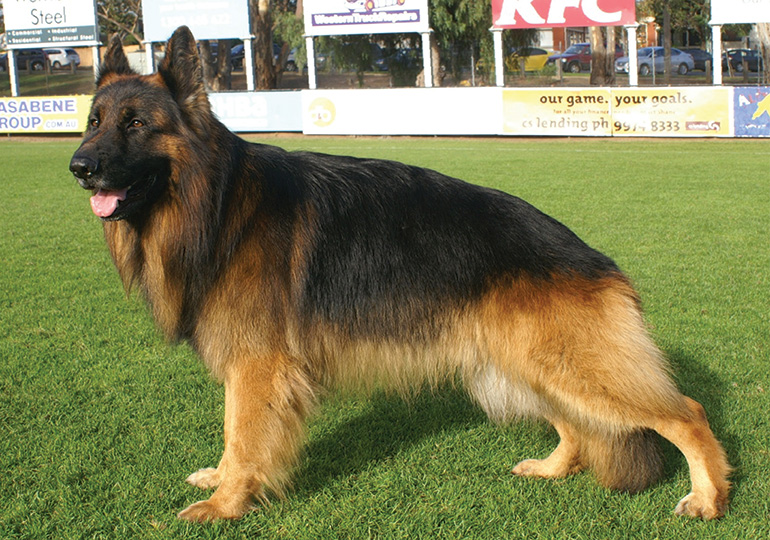 德国牧羊犬毛发展示