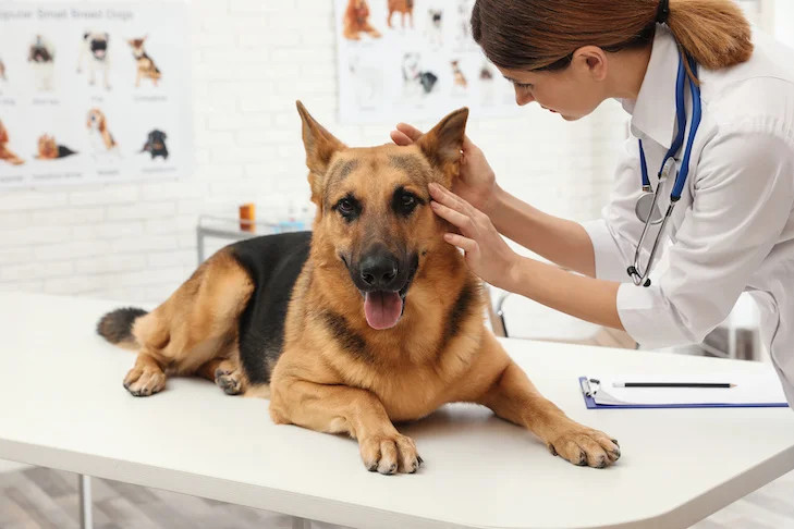 医生在给德国牧羊犬做身体检查
