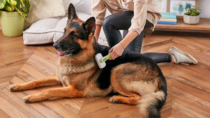 主人在对德国牧羊犬进行毛发梳理