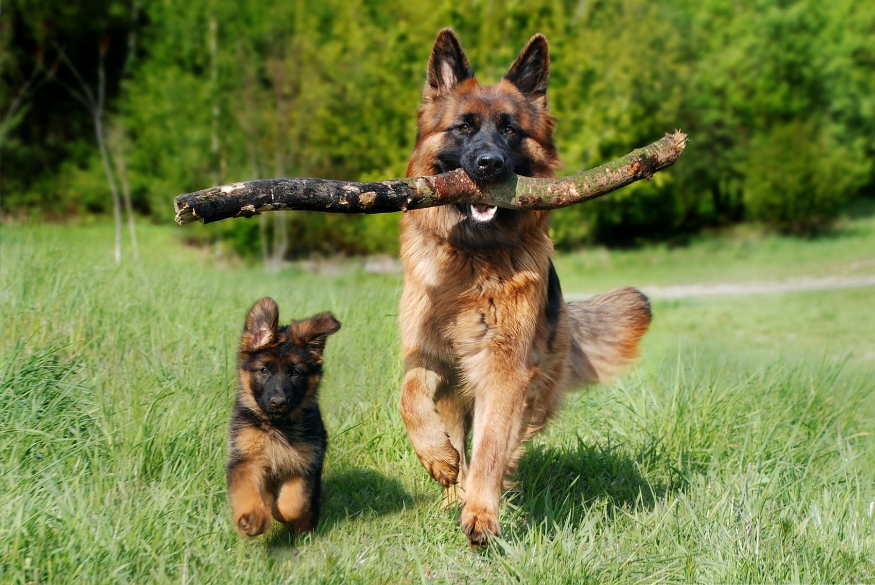 德国牧羊犬好不好养？