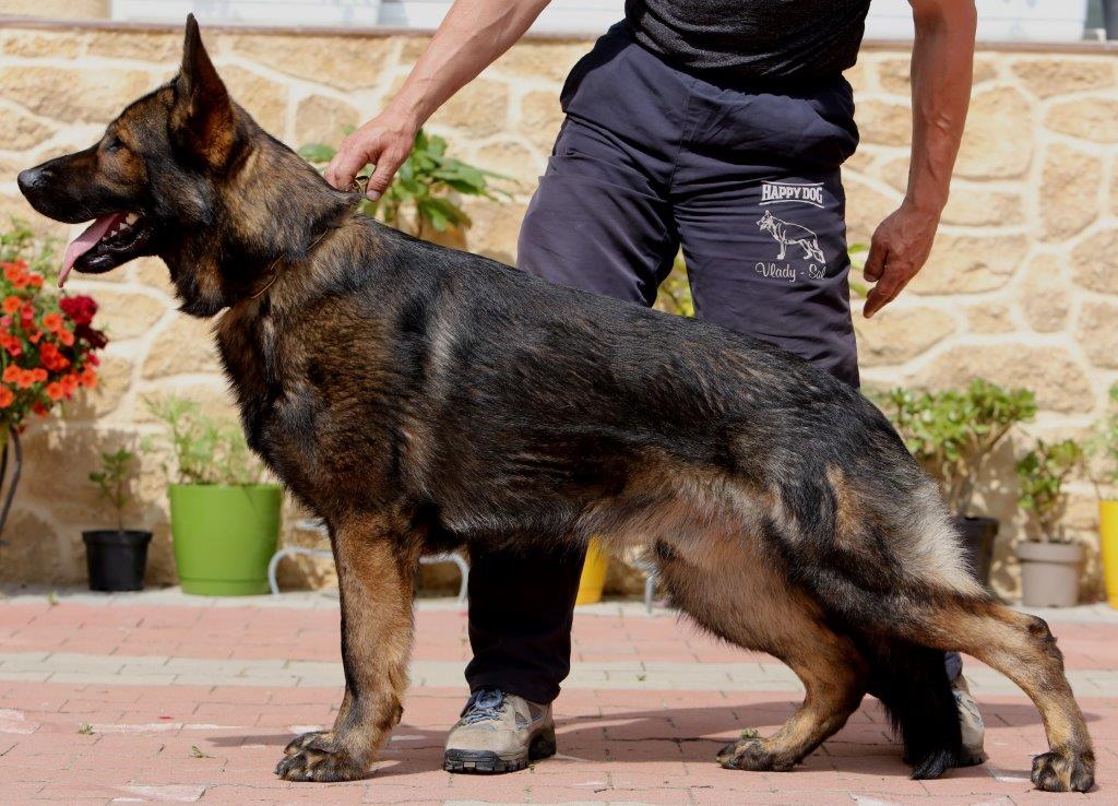 主人带德国牧羊犬去公众场所训练