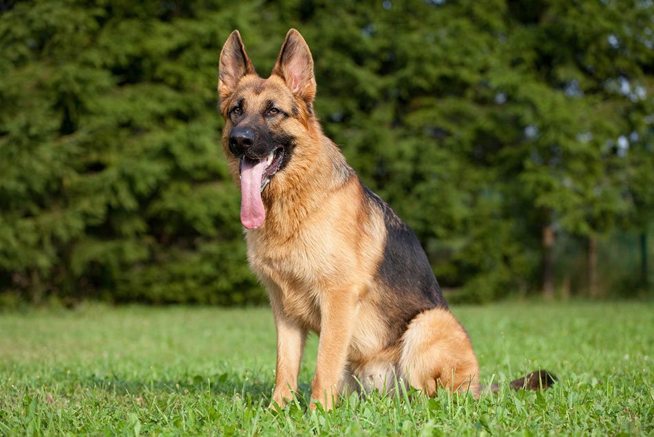 如何训练德国牧羊犬不向陌生人跳跃或咬人？