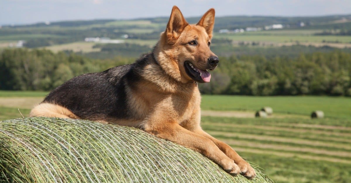 德国牧羊犬的平均寿命几大影响因素