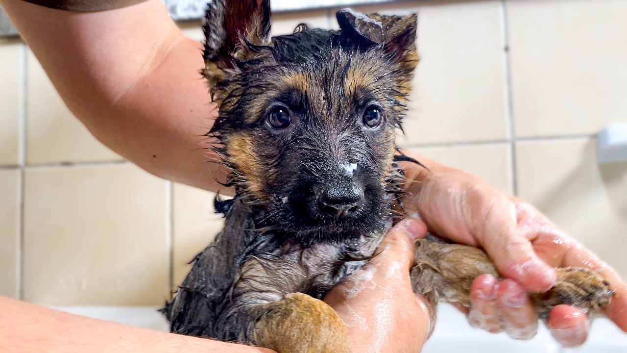 正在洗澡的德国牧羊犬幼犬