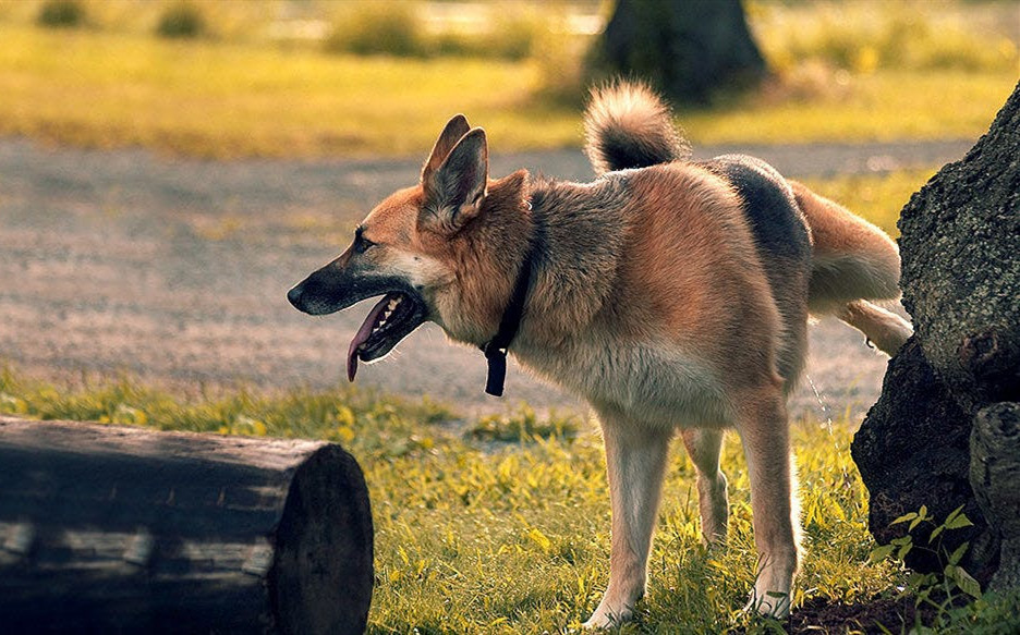 在野外随地尿尿的德国牧羊犬