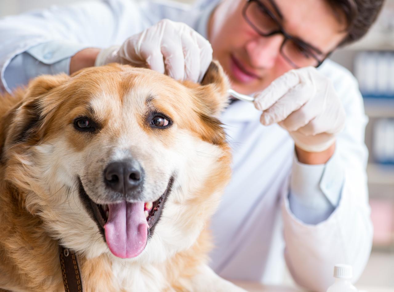 兽医正在给金毛犬做疾病诊断