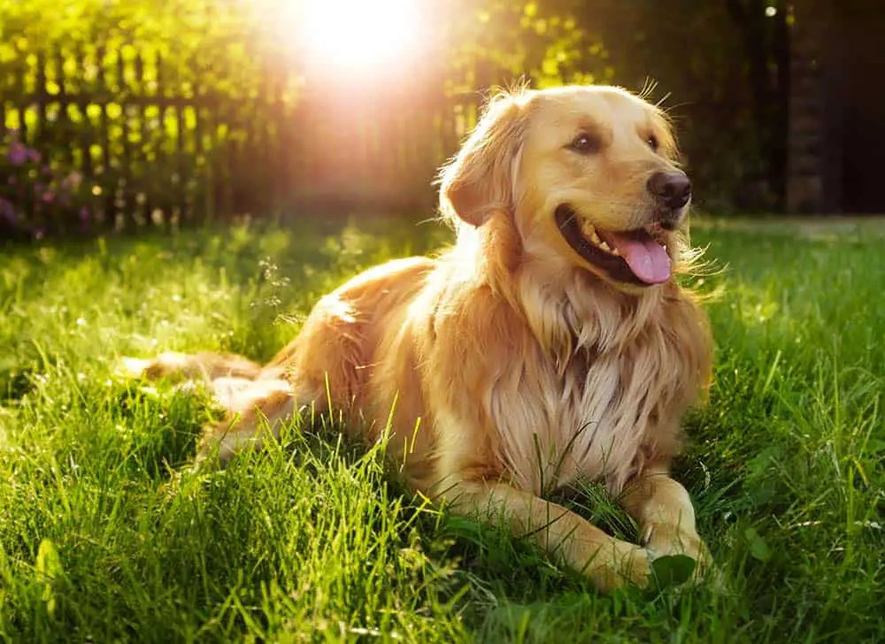 在户外草地上休息的金毛犬