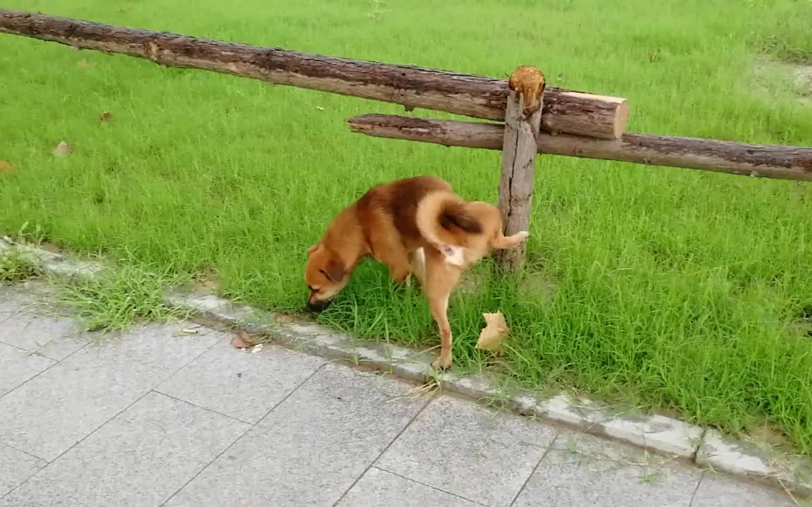 在野外大小便的中华田园犬