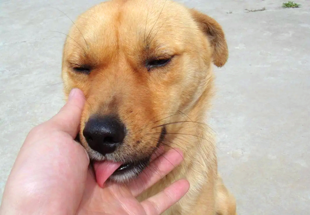主人在鼓励中华田园犬