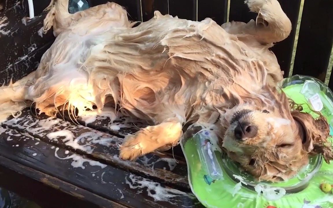 四脚朝天的金毛犬正享受着洗澡