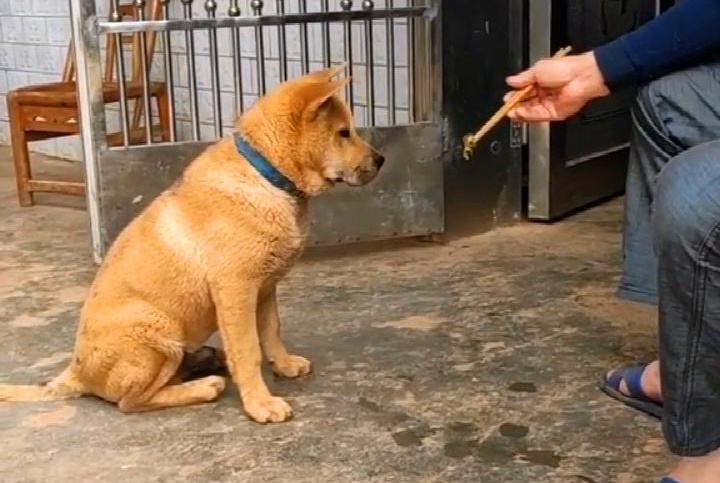主人投递食物给中华田园犬