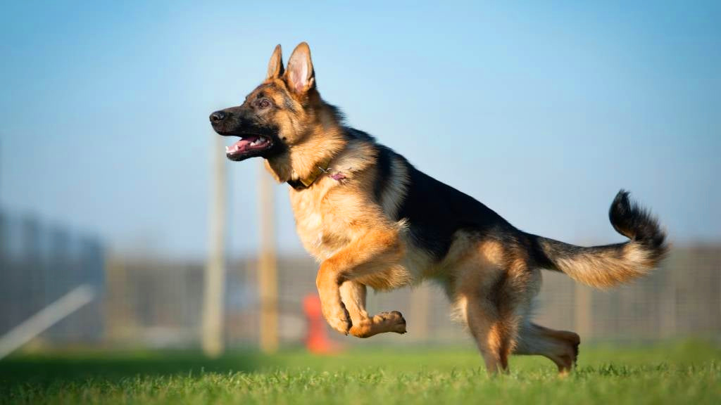 在户外飞奔的德国牧羊犬