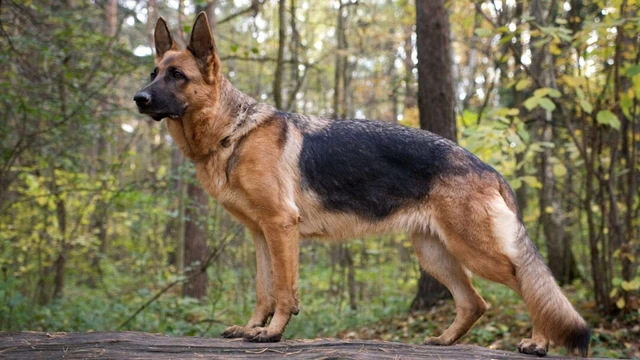 在野外的德国牧羊犬