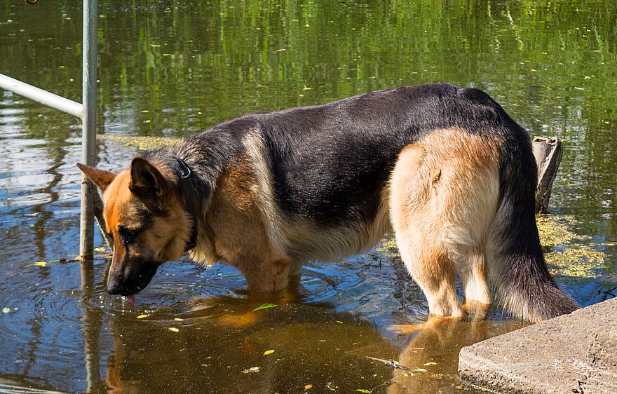 养德国牧羊犬需要注意什么？