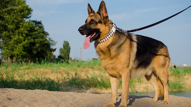 在户外训练的德国牧羊犬