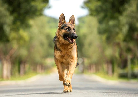 如何训练德国牧羊犬在户外场地回来？