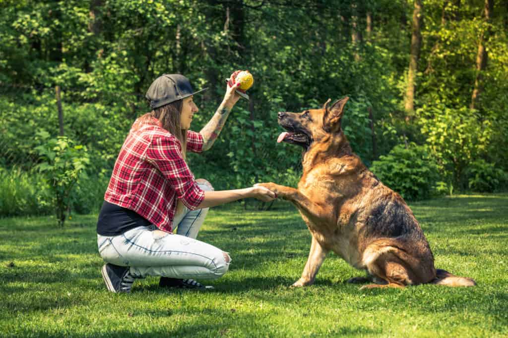 在户外开始接受训练的德国牧羊犬