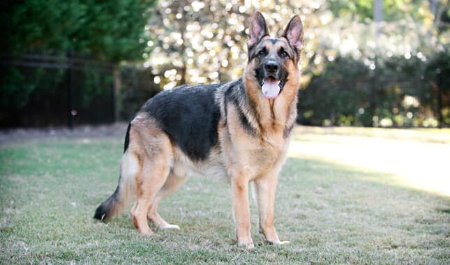 德国牧羊犬对陌生人和其他动物的态度如何？