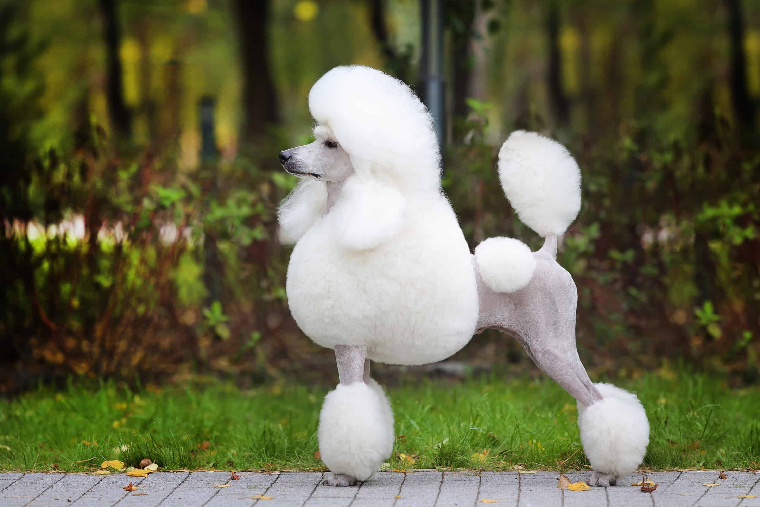 营养均衡的白色纯种泰迪犬