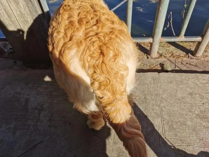 金毛犬毛发卷怎么变直？