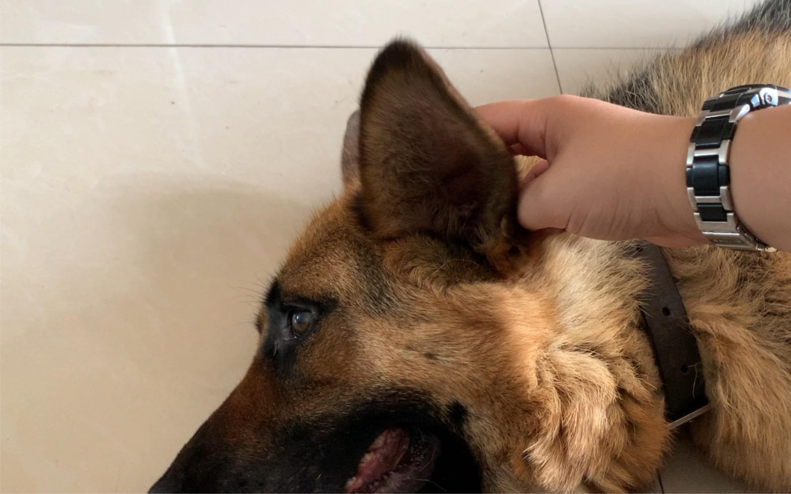 主人在清洁德国牧羊犬的耳朵以防止感染