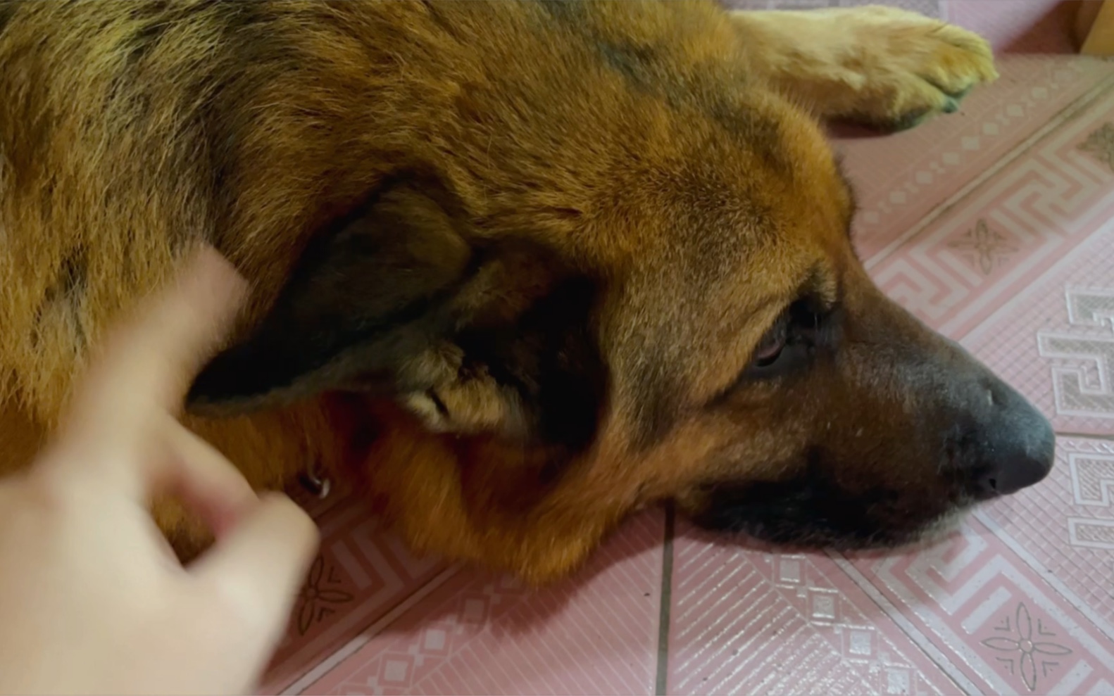 主人在观察德国牧羊犬的耳朵