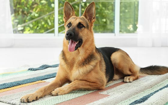 德国牧羊犬患有哪些骨骼和关节相关的疾病？