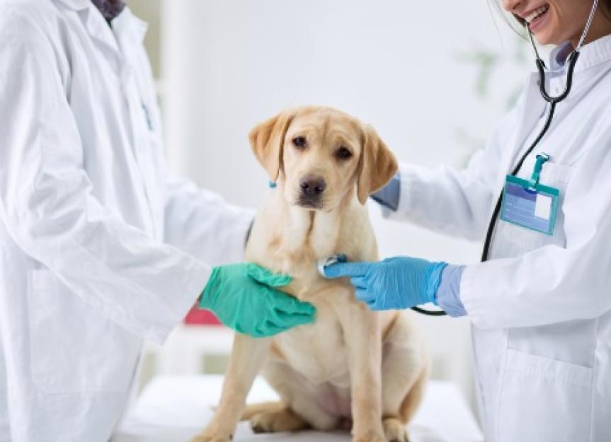 接受绝育手术的拉布拉多犬