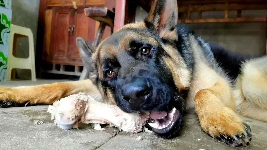 正在吃骨头补充营养的德国牧羊犬