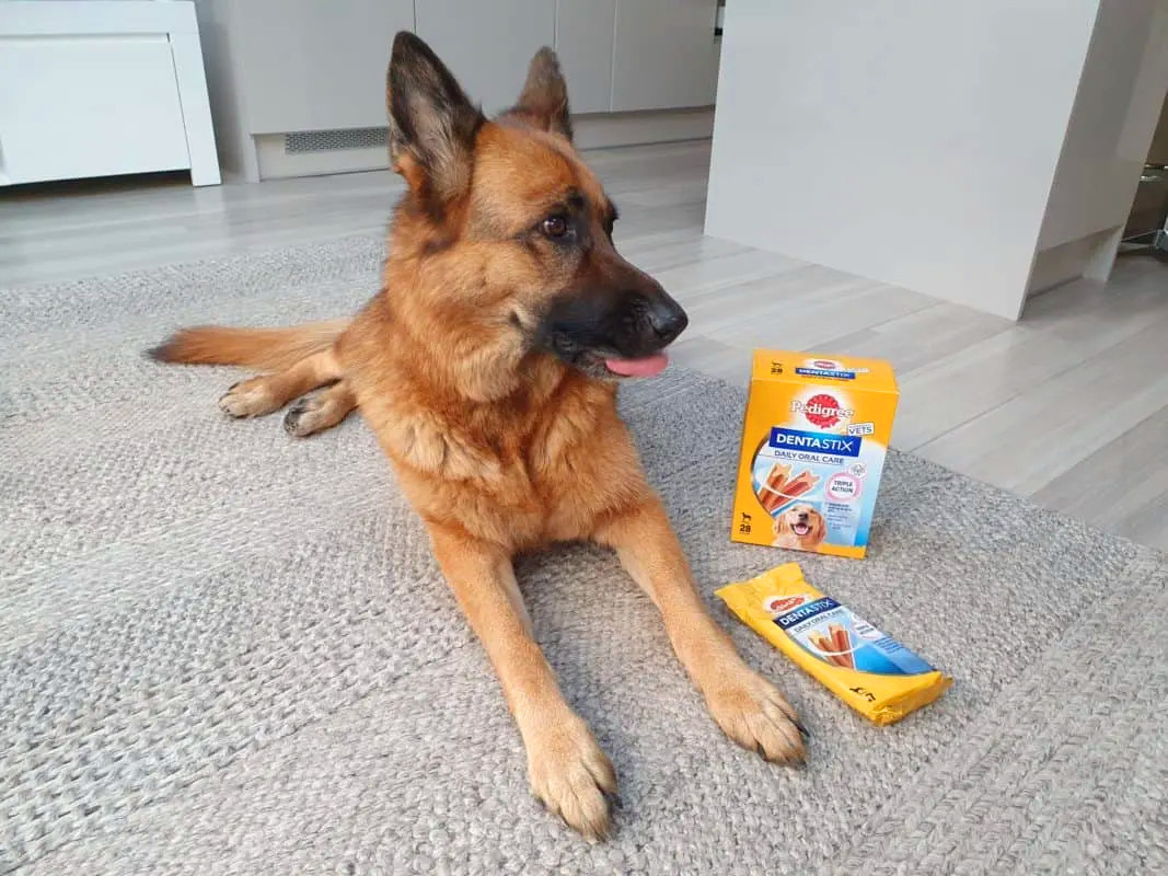 如何给德国牧羊犬补充维生素？