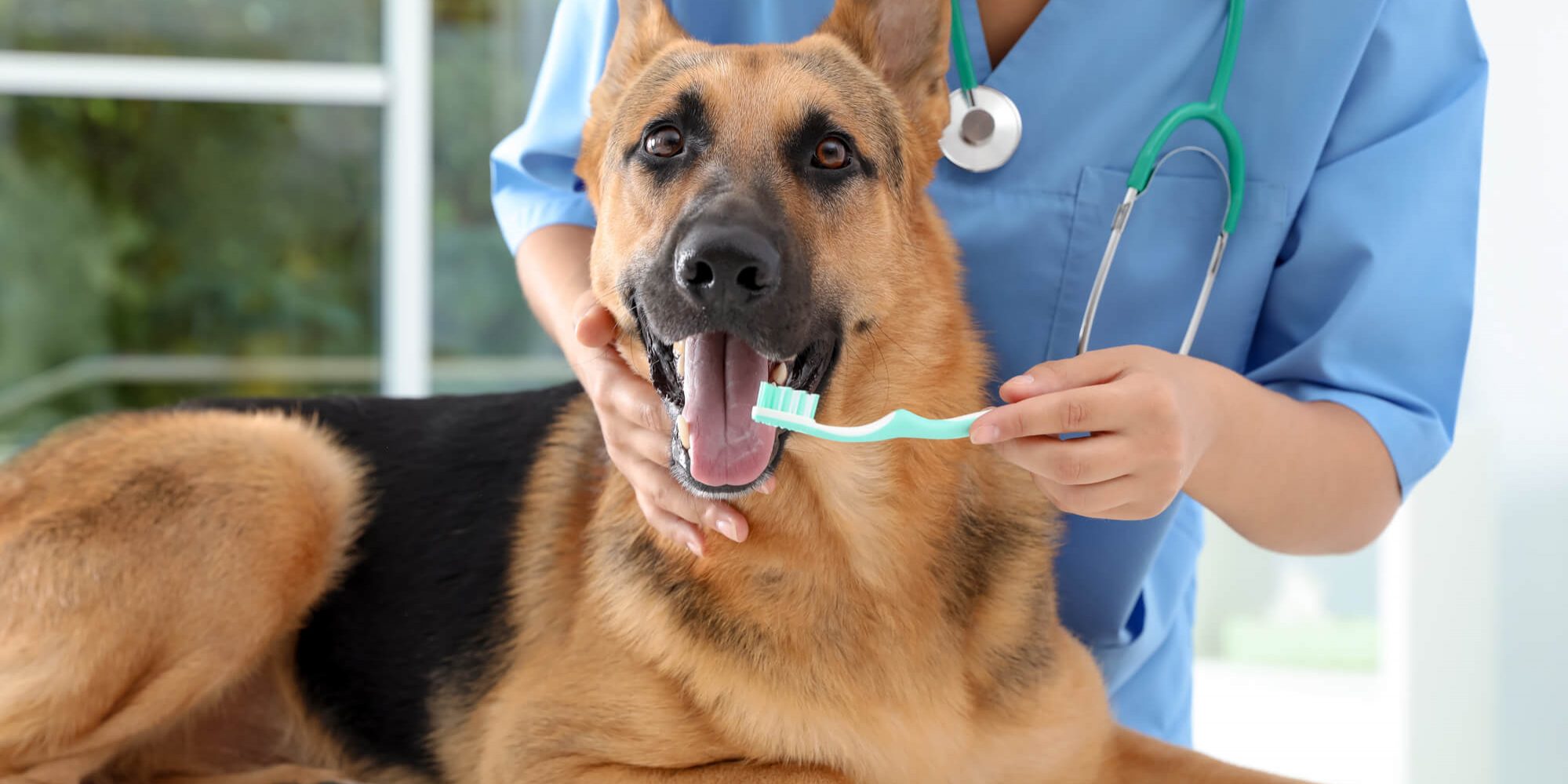 医生正在给德国牧羊犬做定期健康检查