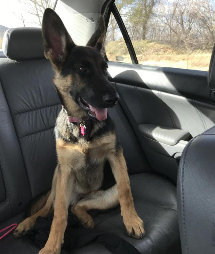 如何训练德国牧羊犬在汽车里安静地坐着？