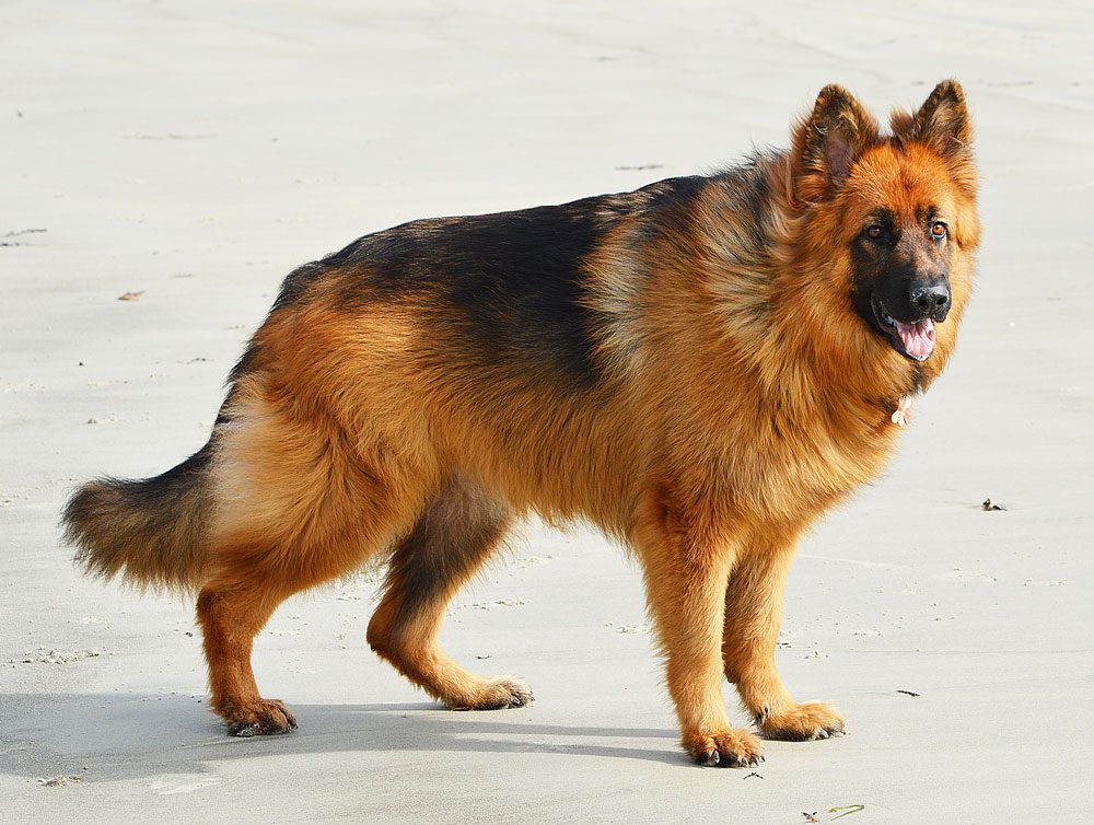 德国牧羊犬毛发需要修剪吗