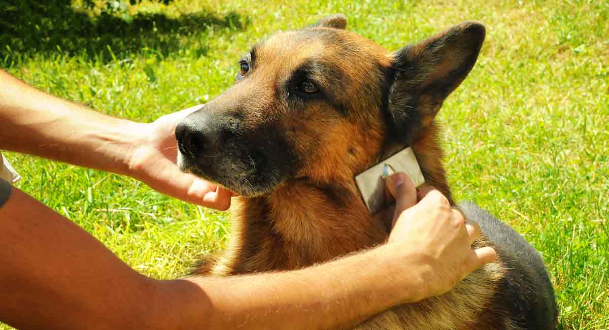 主人在给德国牧羊犬梳理毛发
