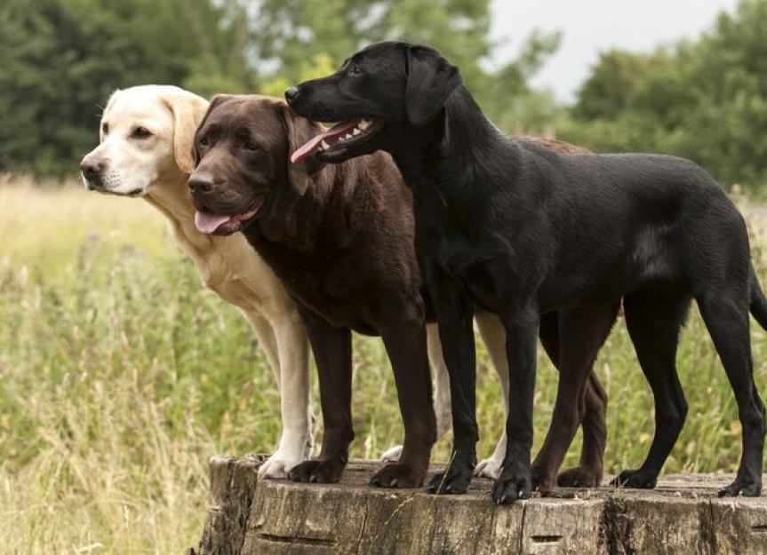 拉布拉多犬掉毛原因及相应的应对措施