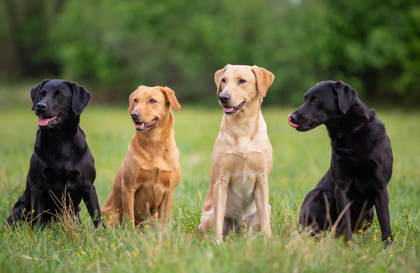 遗传因素也会导致拉布拉多犬掉毛