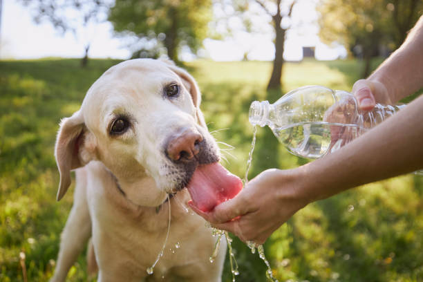 正在喝水的拉布拉多犬