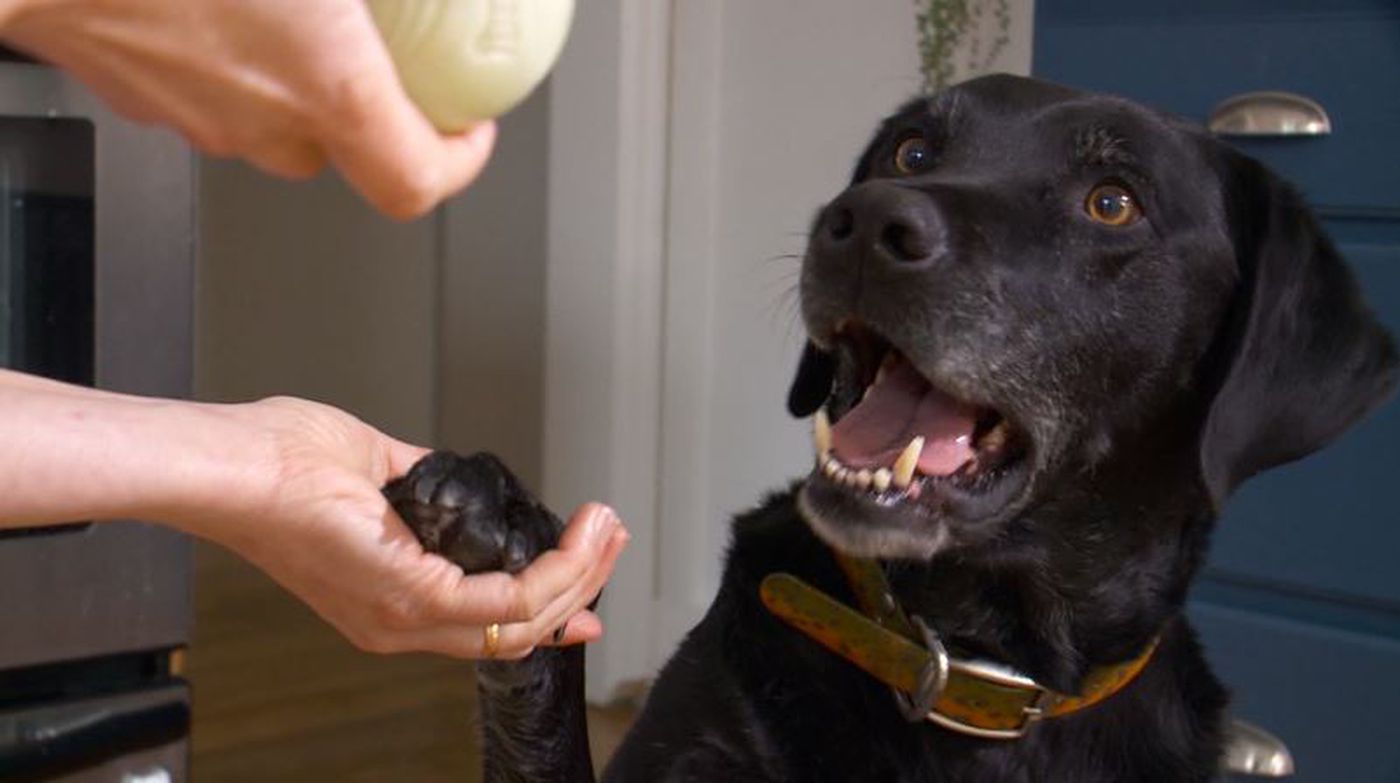 如何给拉布拉多犬剪指甲？