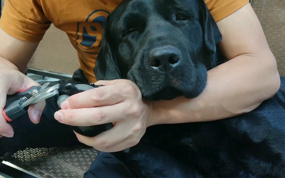 主人正在给他的拉布拉多犬修整指甲