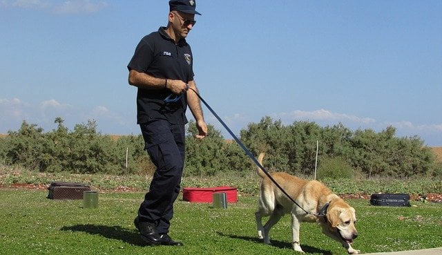 警员带拉布拉多犬外出模拟执行任务