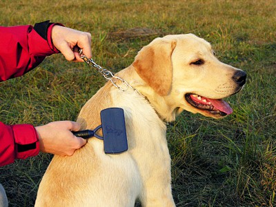 主人正在给拉布拉多犬梳理背部的毛发