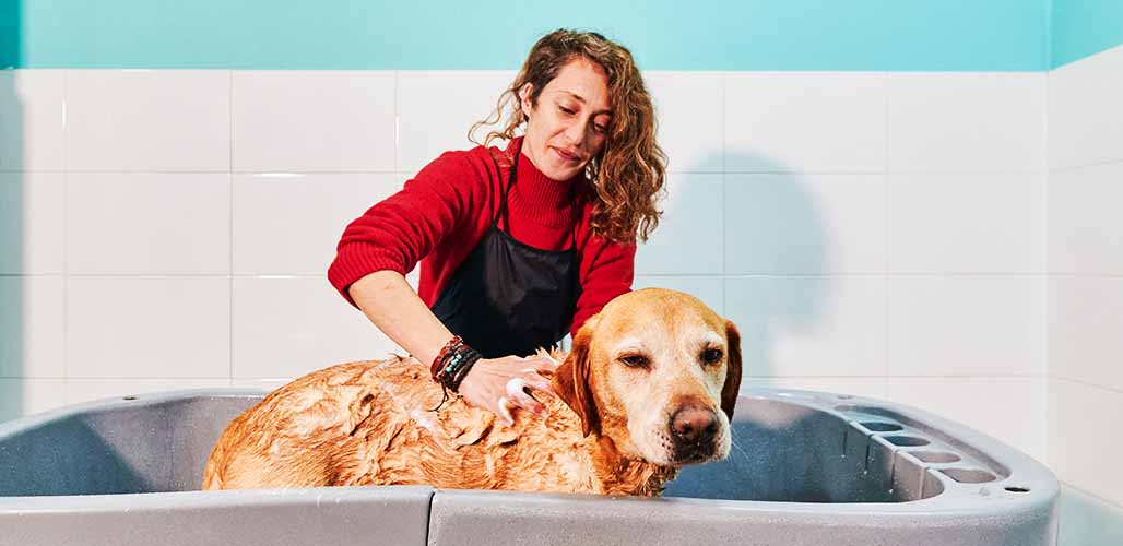 女主人正在给拉布拉多犬洗澡