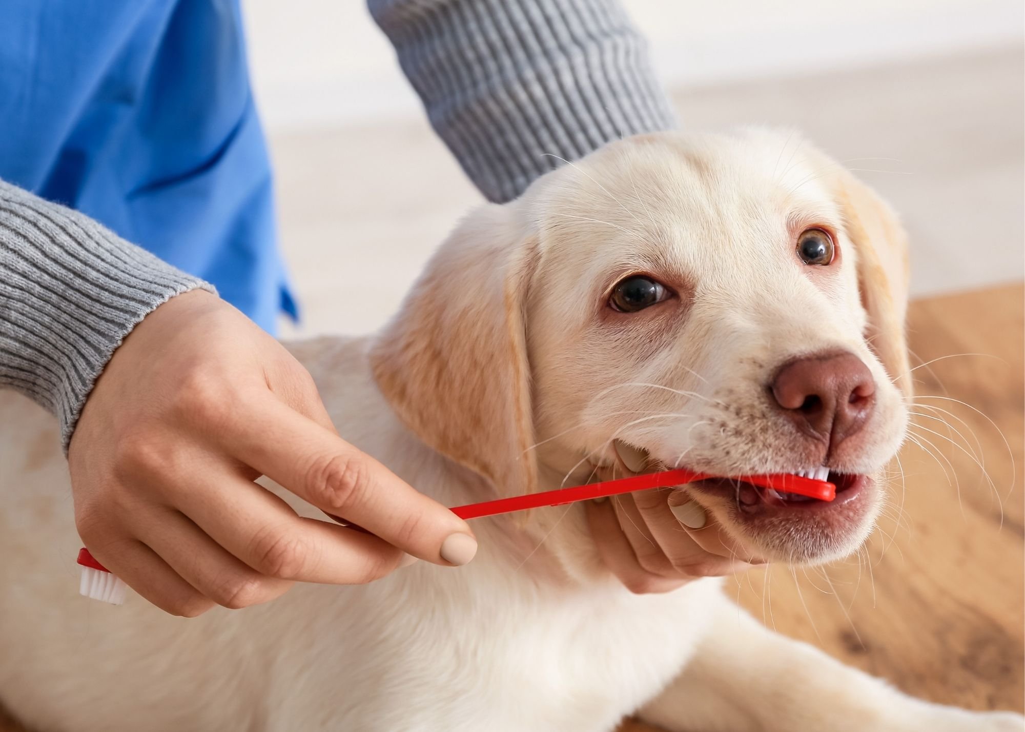 主人正在给拉布拉多犬刷牙