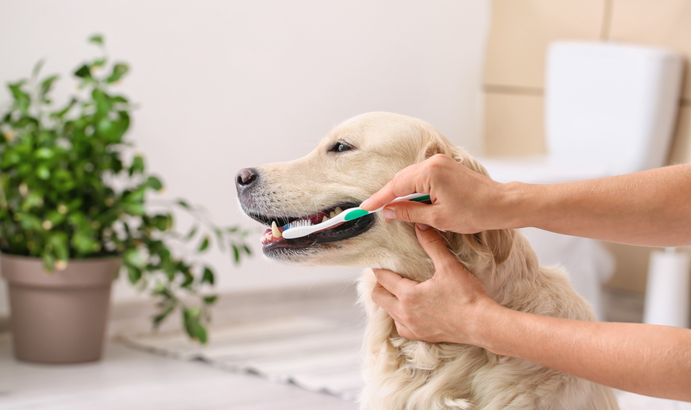 坚持每日刷牙的拉布拉多犬