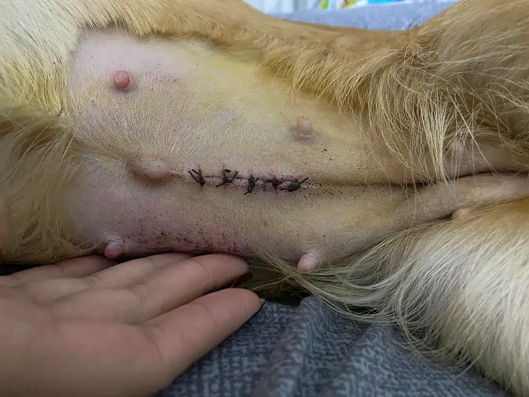 绝育后的母狗腹部的伤口缝合