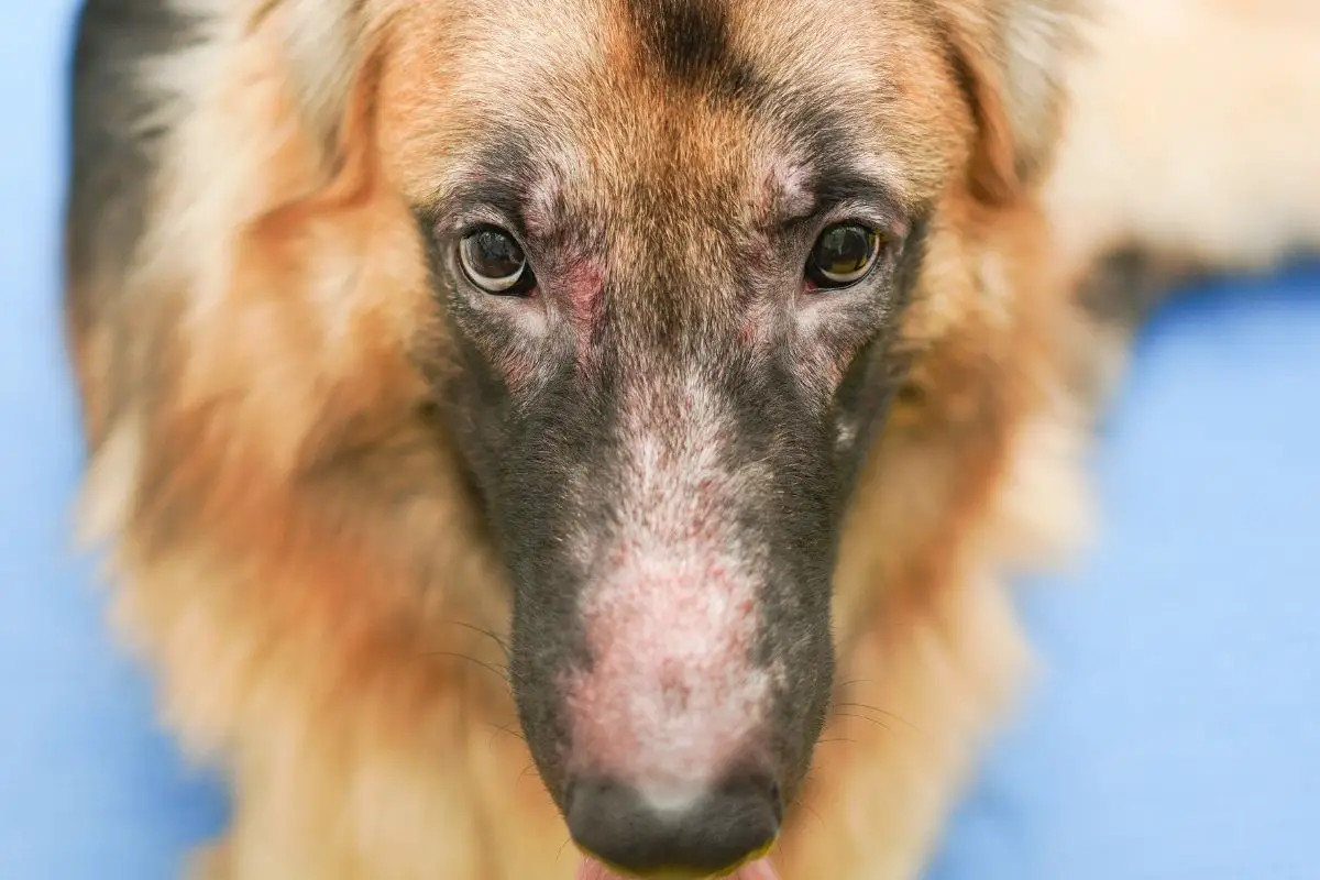 面部真菌感染的德国牧羊犬