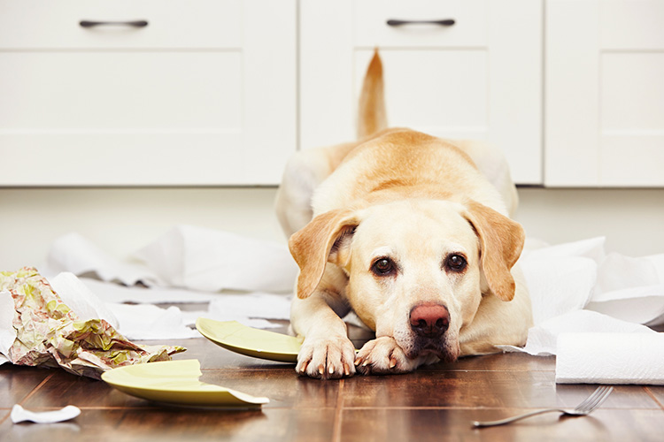 如何训练拉布拉多犬不在家中乱扔垃圾？ 